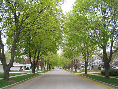 Street Lined with Trees